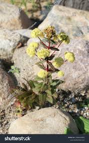 Attēlu rezultāti vaicājumam “Hylotelephium maximum flower”