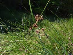 Attēlu rezultāti vaicājumam “Bolboschoenus maritimus”
