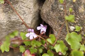 Attēlu rezultāti vaicājumam “Cymbalaria muralis flower”