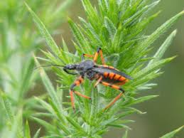 Attēlu rezultāti vaicājumam “Rhynocoris annulatus”