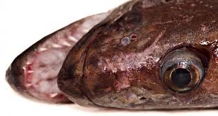 Image result for Reinhardtius hippoglossoides