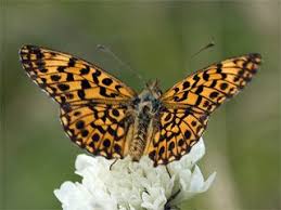 Attēlu rezultāti vaicājumam “Boloria dia upperside”