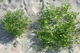 Attēlu rezultāti vaicājumam “Cakile maritima subsp. baltica leaf”