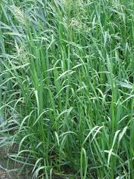 Attēlu rezultāti vaicājumam “Glyceria maxima”