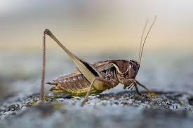 Attēlu rezultāti vaicājumam “Metrioptera brachyptera”