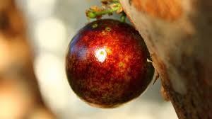 Attēlu rezultāti vaicājumam “Barbarea vulgaris subsp. arcuata fruit”