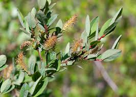 Attēlu rezultāti vaicājumam “Salix myrtilloides”