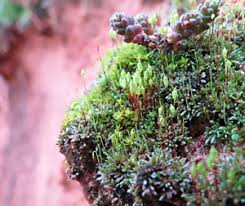 Attēlu rezultāti vaicājumam “Bryum funkii macro”
