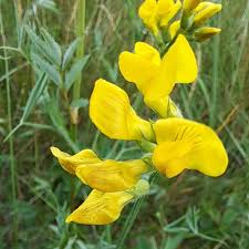 Attēlu rezultāti vaicājumam “Lathyrus pratensis flower”