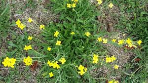 Image result for Diplotaxis tenuifolia