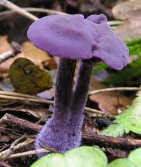 Attēlu rezultāti vaicājumam “Laccaria amethystina”