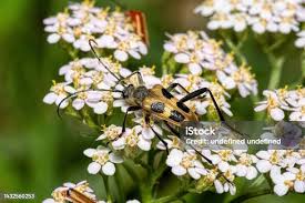 Attēlu rezultāti vaicājumam “Pachyta quadrimaculata”