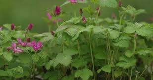 Attēlu rezultāti vaicājumam “Rubus arcticus flower”