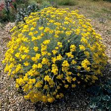 Image result for Helichrysum lindleyii