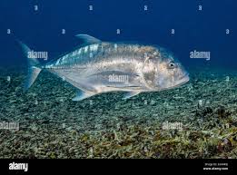 Image result for Caranx ignobilis