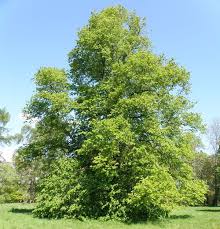 Attēlu rezultāti vaicājumam “Tilia x vulgaris”