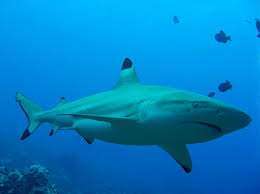 Image result for Nasolamia velox