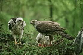 Attēlu rezultāti vaicājumam “Accipiter gentilis nest”