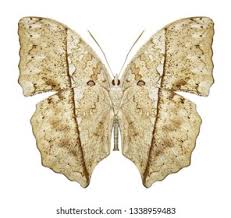 Attēlu rezultāti vaicājumam “Nymphalis xanthomelas underside”