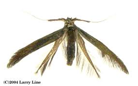 Attēlu rezultāti vaicājumam “Coleophoridae”