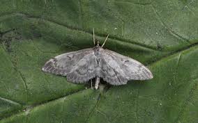 Attēlu rezultāti vaicājumam “Anania lancealis”