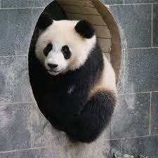 Image result for pandas