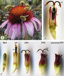 Attēlu rezultāti vaicājumam “Echinacea purpurea bud”