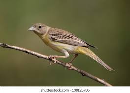 Image result for Emberiza melanocephala