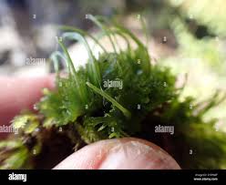 Attēlu rezultāti vaicājumam “Jungermannia sphaerocarpa sporophyte”