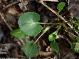 Attēlu rezultāti vaicājumam “Viola rupestris bud”