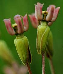 Attēlu rezultāti vaicājumam “Arenaria procera bud”