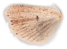 Attēlu rezultāti vaicājumam “Mythimna impura”