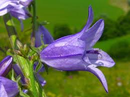 Attēlu rezultāti vaicājumam “Campanula bononiensis”