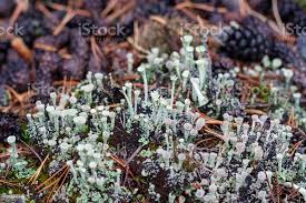 Attēlu rezultāti vaicājumam “Cladonia deformis”