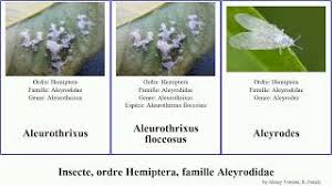 Attēlu rezultāti vaicājumam “Aleurochiton aceris”