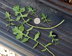 Attēlu rezultāti vaicājumam “Sisymbrium volgense leaf”
