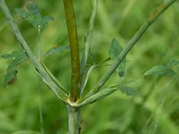 Attēlu rezultāti vaicājumam “Laserpitium latifolium bud”
