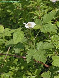 Attēlu rezultāti vaicājumam “Rubus caesius”