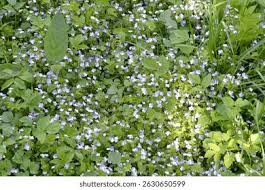 Attēlu rezultāti vaicājumam “Veronica filiformis bud”
