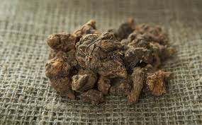 Attēlu rezultāti vaicājumam “Potentilla erecta fruit”