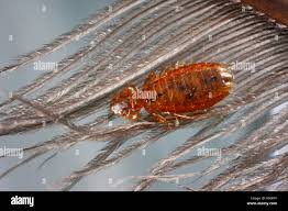 Attēlu rezultāti vaicājumam “Phthiraptera”