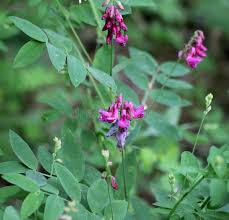 Attēlu rezultāti vaicājumam “Lathyrus niger”