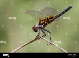 Attēlu rezultāti vaicājumam “Leucorrhinia caudalis”