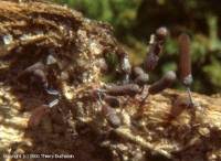 Attēlu rezultāti vaicājumam “Stemonitopsis typhina var. similis spores”