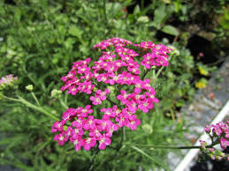 Attēlu rezultāti vaicājumam “Achillea millefolium”