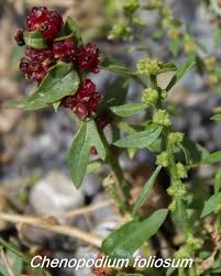 Image result for chenopodium foliosum
