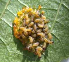 Attēlu rezultāti vaicājumam “Agelastica alni larva”