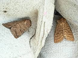 Attēlu rezultāti vaicājumam “Hoplodrina octogenaria”