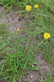 Attēlu rezultāti vaicājumam “Picris hieracioides”