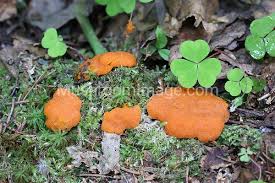 Attēlu rezultāti vaicājumam “Tubifera montana spores”